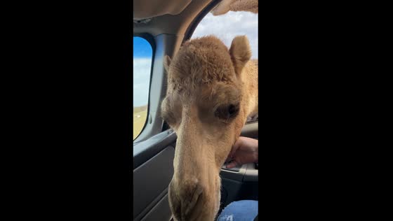 Camel chaos at Safari Drive-Thru: hungry camels swarm car for treats!
