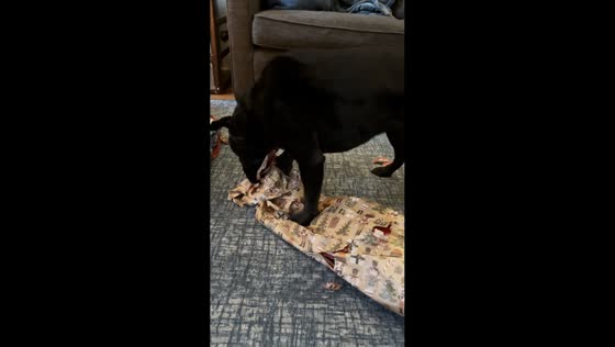 Pet dog excitedly unwraps Christmas gifts in Philadelphia, Pennsylvania, USA
