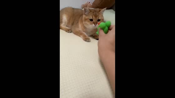 Cat reacts to squeaky frog toy in Shanghai, China