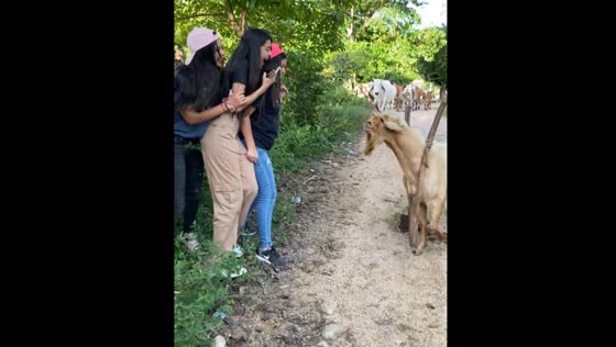 Goat scares girls in Marcovia, Honduras