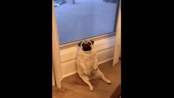 Pug Maggie can't resist owner's song: watch her adorable front paw nodding!