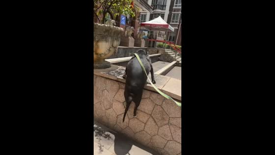 Dog hilariously fails wall climb attempt in Guangxi, China