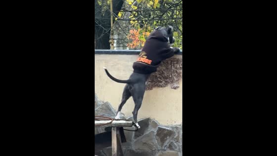 Pit bull falls off bench while peeking over fence in Kremenchuk, Ukraine