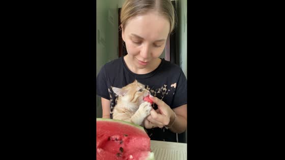 Beating the heat: Lyovchik the cat enjoys a watermelon treat