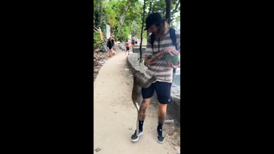 Monkey climbs tourist for coconut in Krabi, Thailand