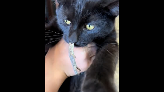 Cat stays calm as lizard bites its nose