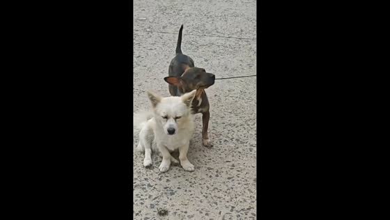 Puppy tries to free its friend by chewing through leash in Jiangsu, China