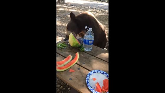 Bear steals watermelon at Gabrielino National Recreation Trail in California, USA