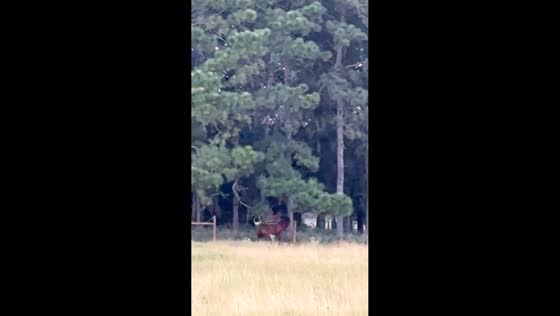 Horse runs off leaving rider to fall in Texas, USA