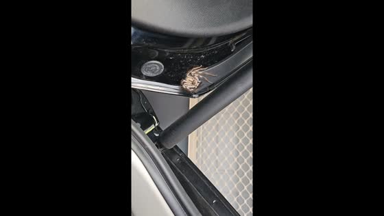 Woman carefully removes giant huntsman spider from her car in Queensland, Australia