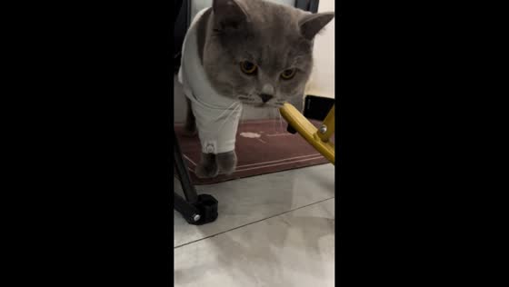 Funny cat walks awkwardly with front feet caught in shirt in Hubei, China