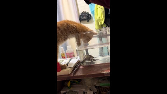 Cat narrowly avoids snapping turtle while drinking water in Jilin, China