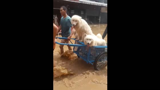 Three dogs rescued from flooded area in Thailand reunited with owners