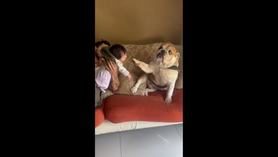 Baby and English Bulldog share gentle “handshake”  in Gregorio de Laferrère, Argentina
