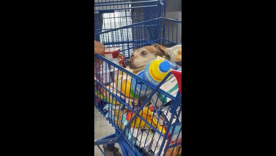 Hidden dog spotted in grocery cart in São Paulo, Brazil