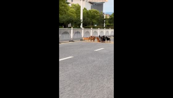 Dogs gather like a meeting by the roadside in Anhui, China