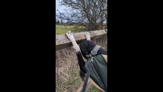 Pet dog watches horses during walks in Hull, Yorkshire, UK