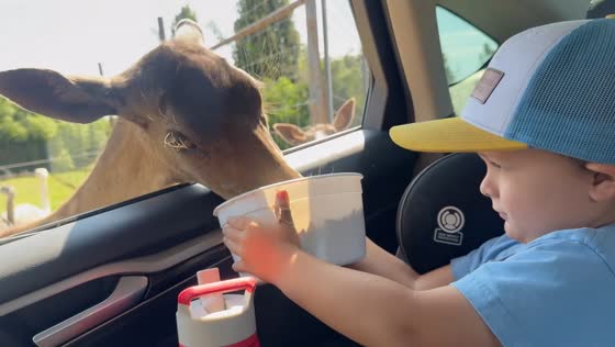 Toddler reacts as deer eats from bowl at Tennessee Safari Park in Alamo, Tennessee, USA