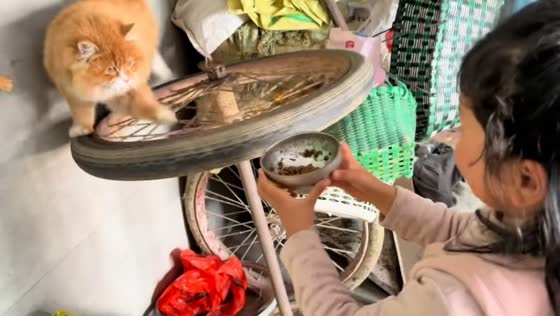Cat balances on spinning wheel while reaching for food in Jiangsu, China
