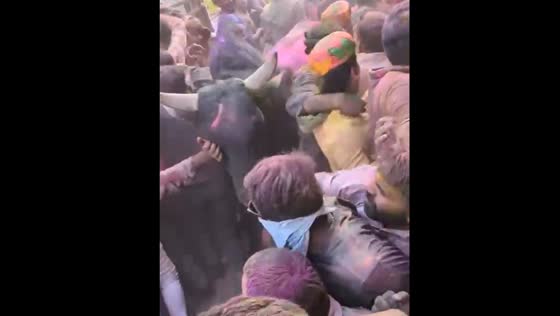 Bull charges through crowd during Holi celebrations in Barsana