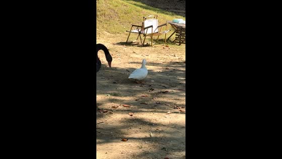 Duck mimics girls’ laughter on a swing in Guangdong, China