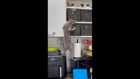 Sphynx cat's sausage hunt ends with pantry spill in Sofia, Bulgaria