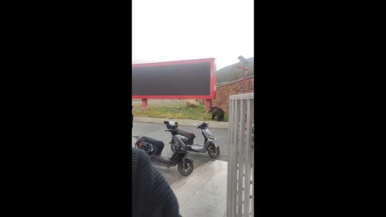 Bear chased away after entering building in Tibet, China