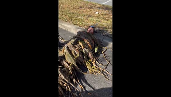 Man covered by iguanas during cold snap in Florida, USA
