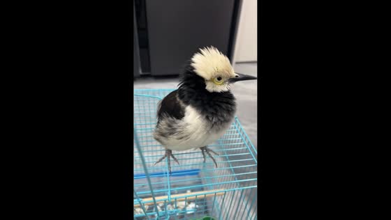 Black-collared starling chick adorably mimics chicken sounds in Hainan, China