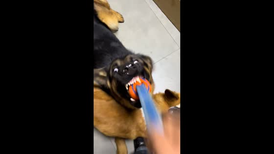 Dog refuses to let go of toy while shaking in China