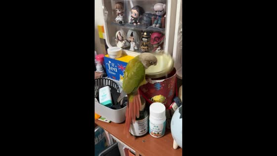 Green-cheeked conure battles stubborn lid in Taiwan