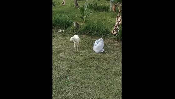 The sheep whisperer: hilarious hide and seek adventures with a playful sheep!