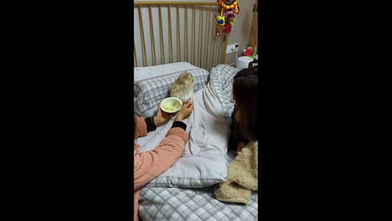 Owner gently feeds cat on bed in Anhui, China