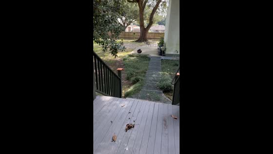 Cat hilariously snarls at its owner while playing with toys and treats in Harahan, USA