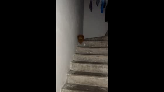 Puppy rolls down stairs safely in Guangdong, China