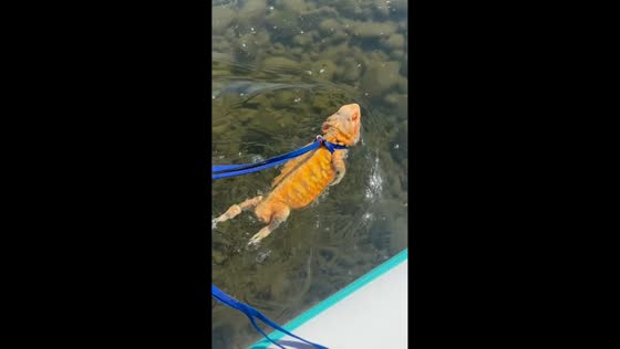Tailless bearded dragon swims energetically in California, USA
