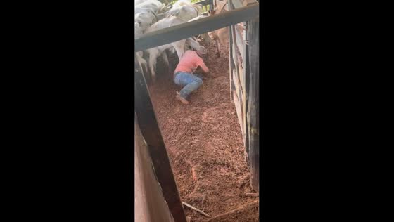 Calf knocks worker into mud in Irituia, Brazil