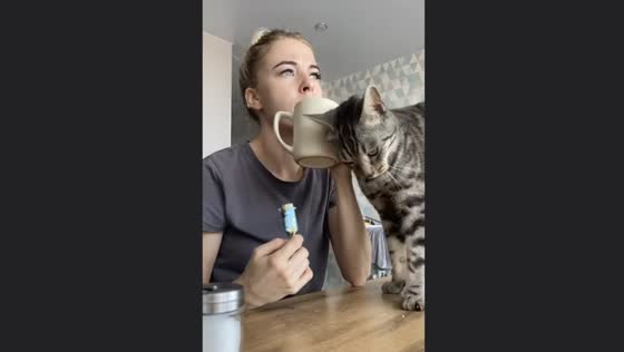 Simba the cat: the accidental dentist in Tolyatti!