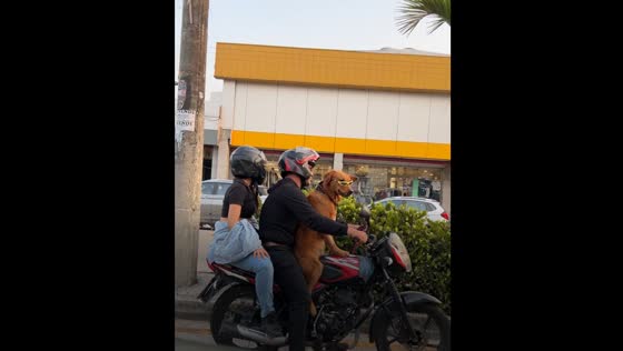 Dog rides motorcycle in sunglasses and sap in Guayaquil, Ecuador