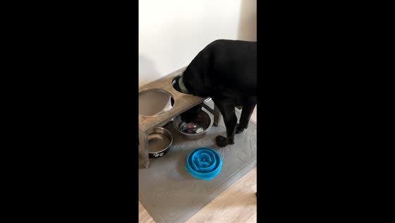 Rottweiler drinks from temporary bowl in a funny way in Georgia, USA