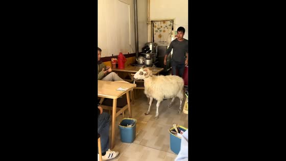 Ram hilariously wanders into eatery and startles diners in Yunnan, China