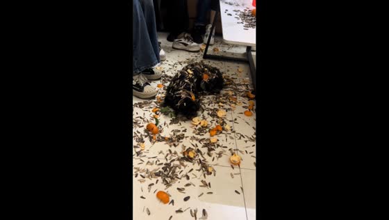 Puppy covered in peanut shells snoozes through hilarious shenanigans