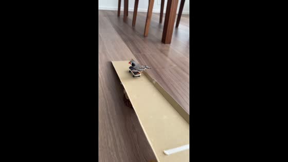 Pet bird skateboards down cardboard ramp in Tokyo, Japan