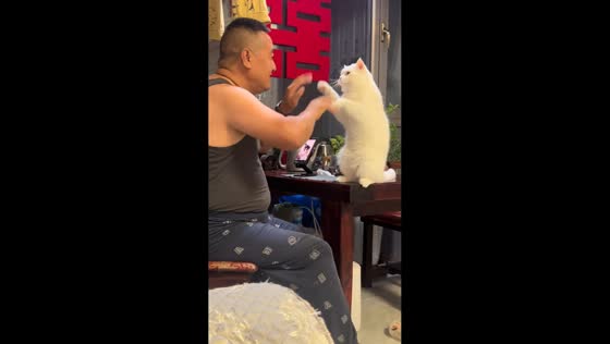 Smart cat claps paws with owner in Shaanxi, China
