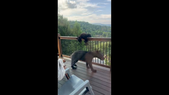 Cub climbs deck as mother bear roams in Pigeon Forge, Tennessee