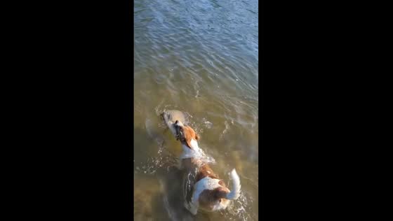 Dog's perfect catch: fishing companion nabs fish in Ukrainian waters