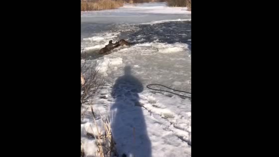Dramatic Rescue Caught on Camera in Moscow's Losiny Ostrov Park