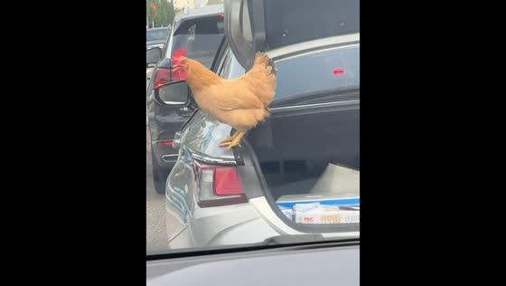 Chicken escapes from car compartment and flies across road in Chongqing, China