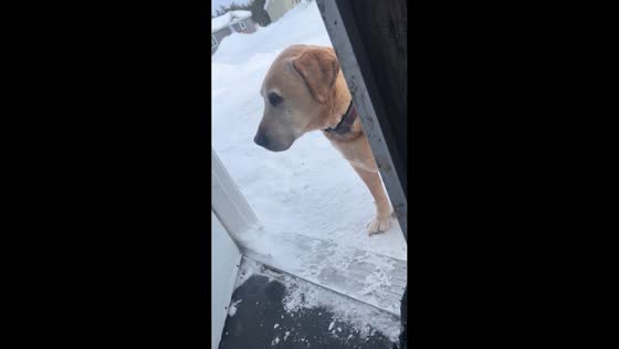 Senior dog chatters teeth while sitting in the snow in Nemaska, Quebec, Canada