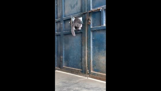 Clever cat navigates closed gate in Henan, China
